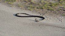 Big snake having a seizure in th middle of the road.