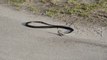 Big snake having a seizure in th middle of the road.