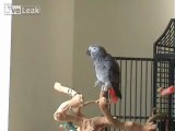 Musician Parrot