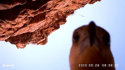 Eagle Steals Camera: Real or Fake?