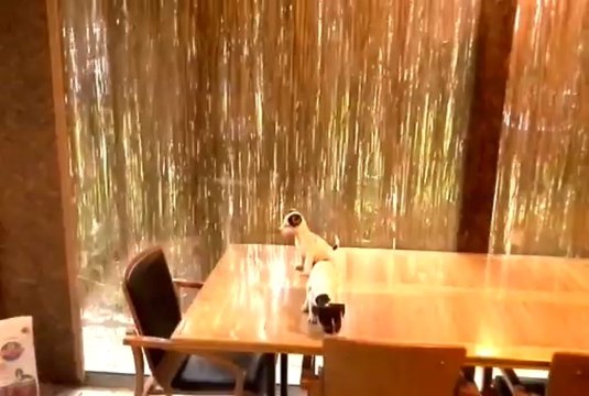 SATILIK KORSAN MASKELİ JACK RUSSELL YAVRULARI MUĞLA 0 532 410 63 43