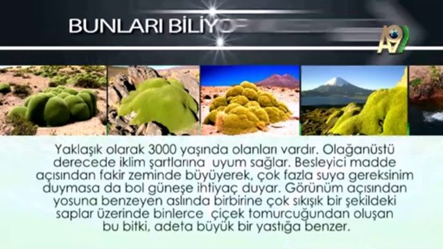 Bunları biliyor musunuz? Yareta Bitkisi