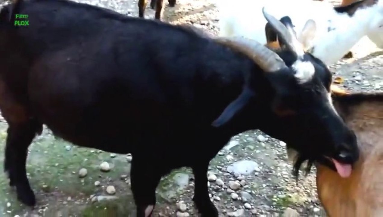 Chiens, chat et même Singe - Compilation d'animaux trop marrants