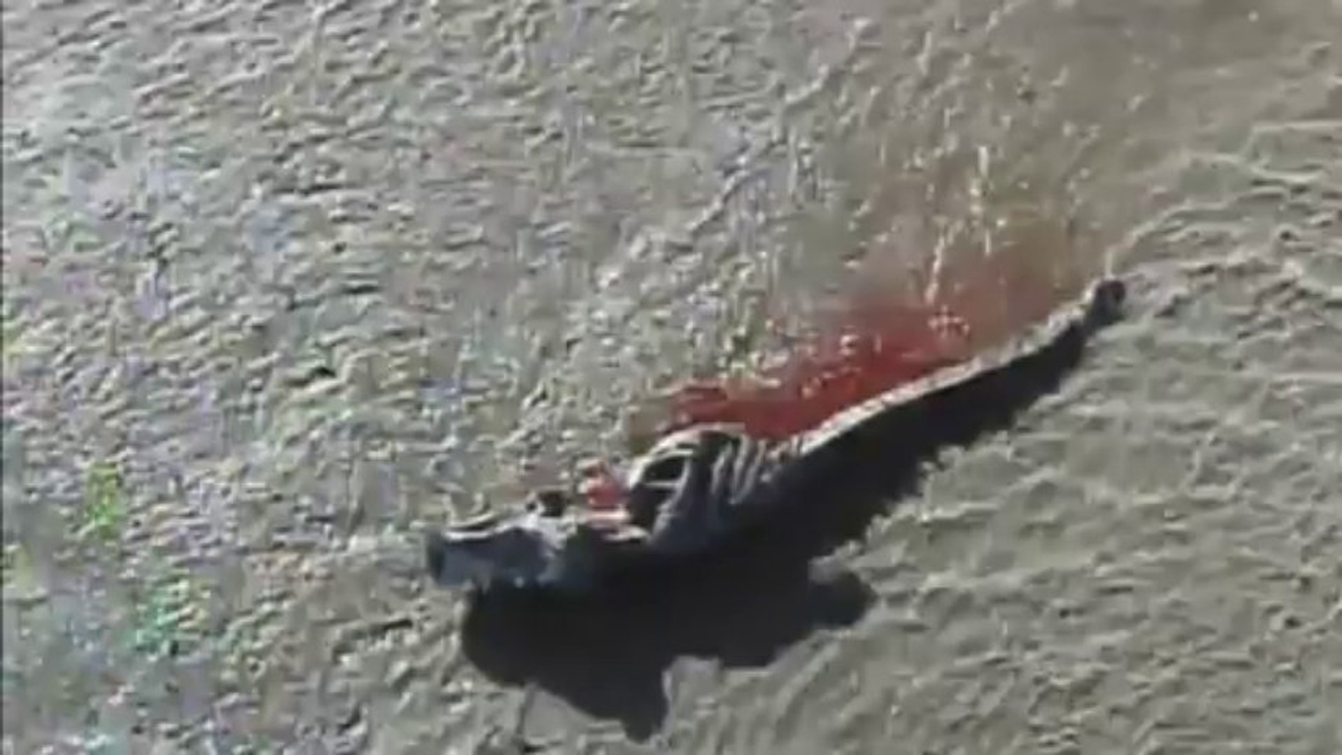 ⁣Stranded whales: Dozens of pilot whales beached in Florida