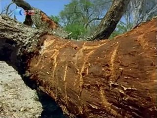 O Império dos Elefantes - Episódio #2 - RTP1