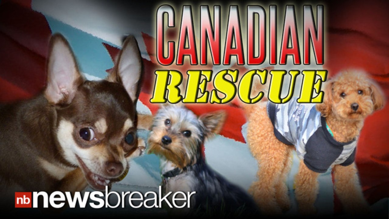 CANADIAN RESCUE: Dogs Displaced by Las Vegas Fo...