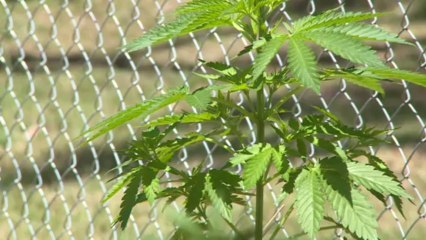 Les Uruguayens pourront bientôt cultiver leur propre cannabis