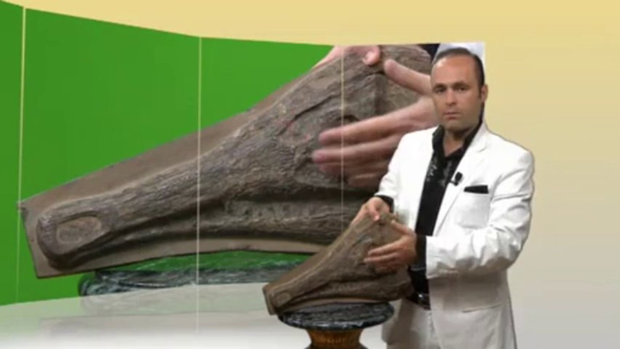 Creation Museum - Crocodile skull