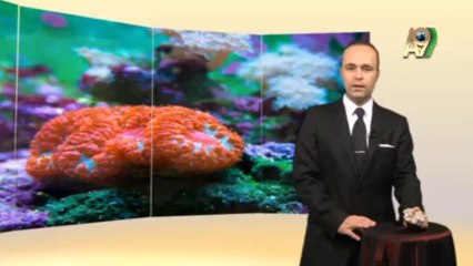 Creation Museum - Coral