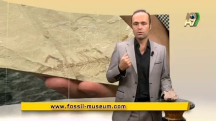 Creation Museum - Gecko