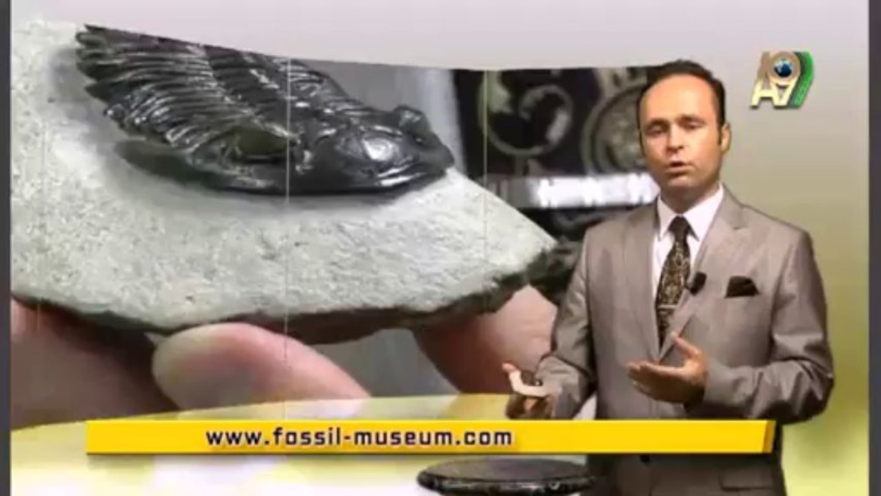 Creation Museum - Trilobite