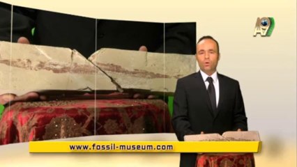 Creation Museum - Neddle fish