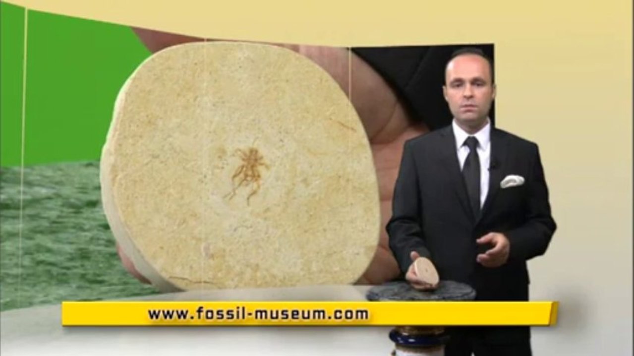 Creation Museum - Ground cricket