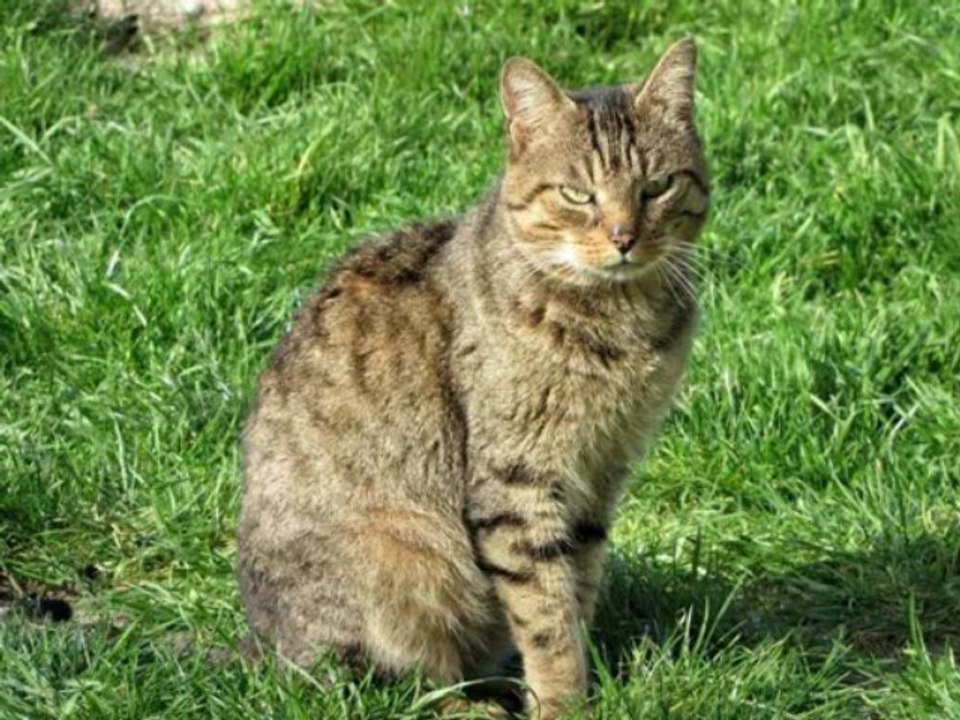 CIPAM - Chat - Mistigri