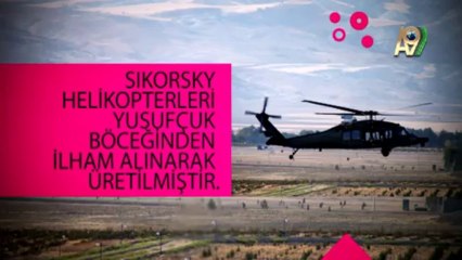 Bir dakikada yeni bilgiler öğrenin: Yusufçuğun muhteşem uçuş yeteneği