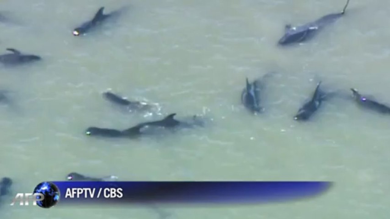 Dozens of pilot whales stranded along Florida coast