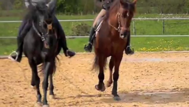 FURIA étalon pure race espagnol pleins papiers 8ans