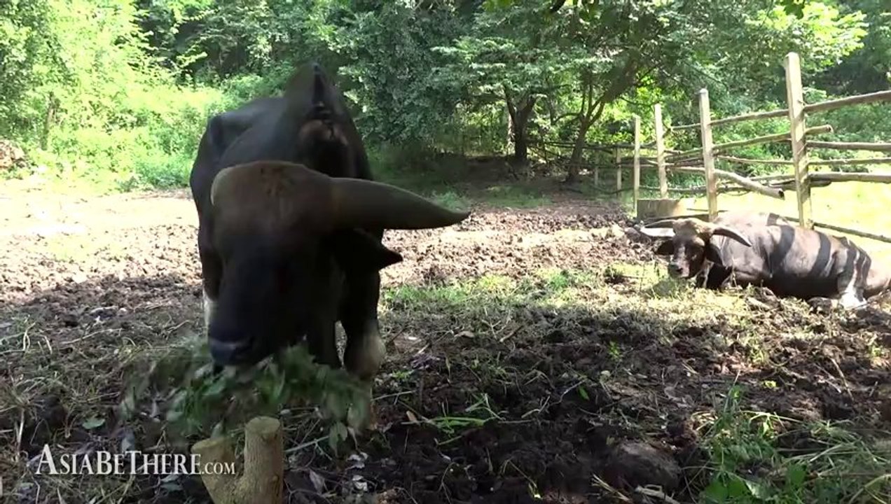 Khao Pratap Chang Wildlife Sanctuary in Ratchaburi