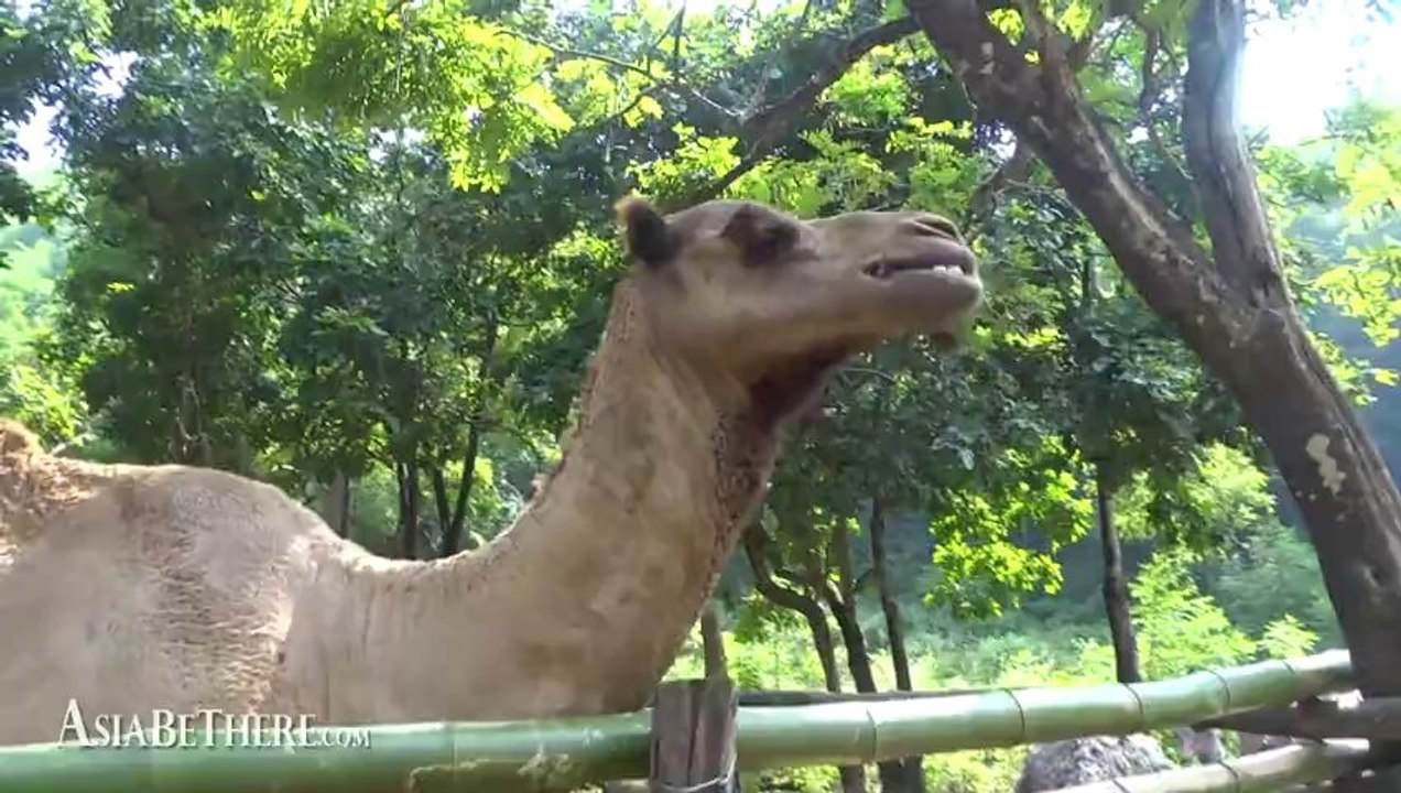 Khao Prathap Chang Wildlife Breeding Center Open Zoo Ratchaburi