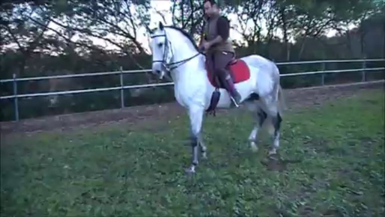 BRILLANTE pure race espagnol pleins papiers 8ans