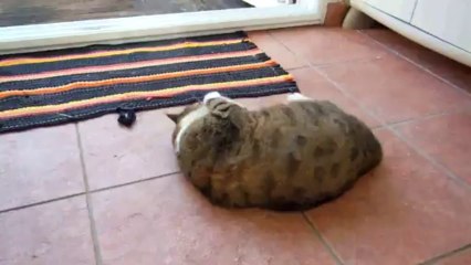 Griotte et sa chaussette d'herbe à chat !