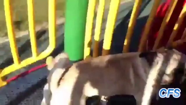 Des carlins sur des toboggans [26.11.2013]