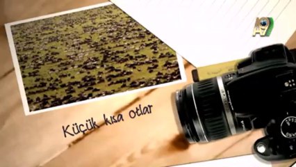 Fotoğraflarla doğa günlüğü: Güney Afrika antilopları