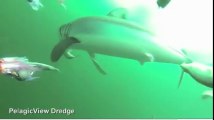 360p stereo - Experience being chased and eaten by a shark