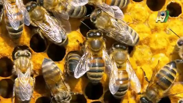 İnşaat işçileri gibi çalışan mühendis arılar