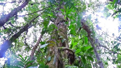 Avalanche Studios in the Jungle