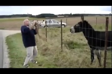 Singing Donkey So Funny By Hot Desi Video