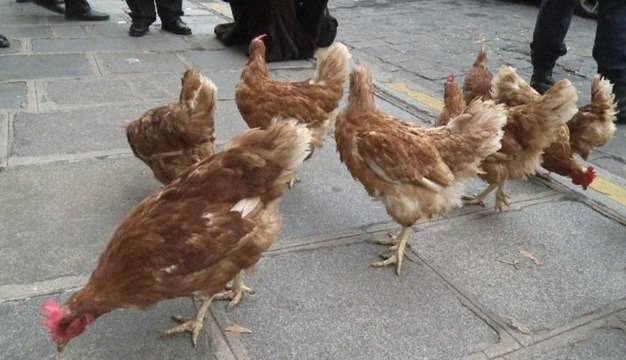 La Manif pour tous jette des poules devant l'Assemblée