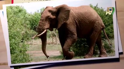 Fotoğraflarla doğa günlüğü: Filler