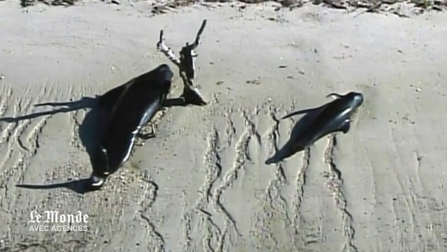 Une quarantaine de baleines échouées dans un parc naturel en Floride