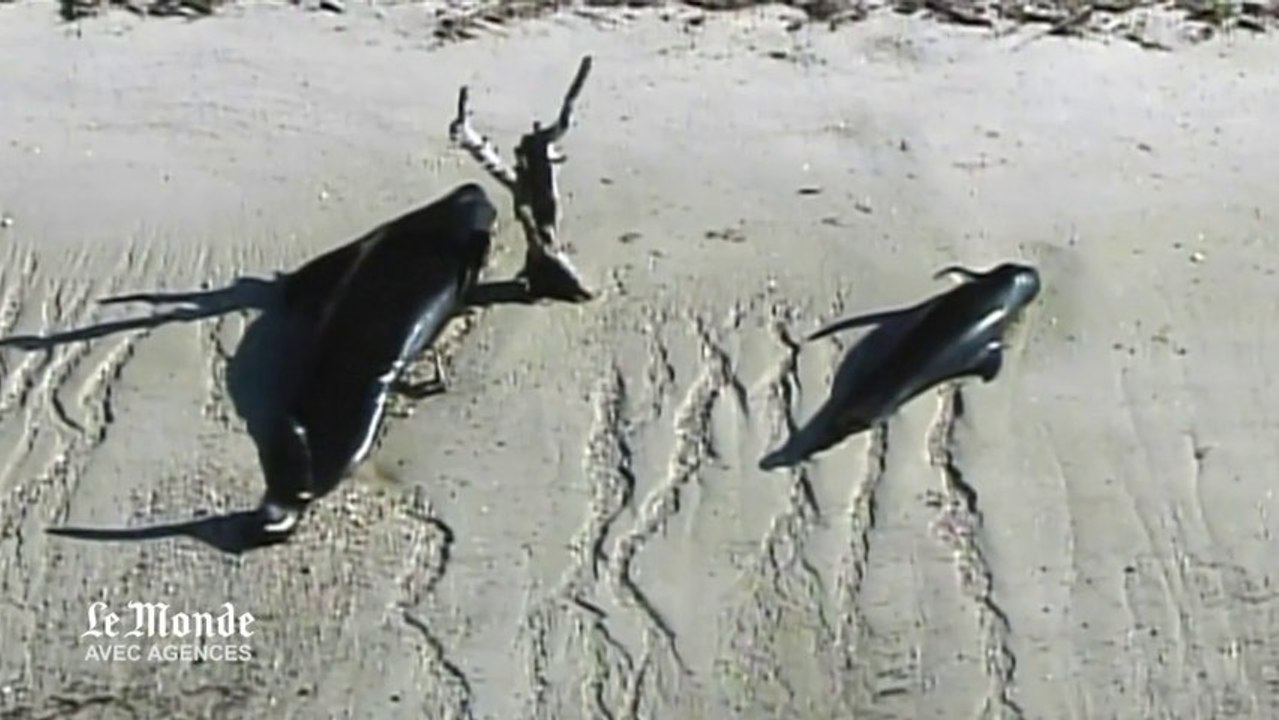 Une quarantaine de baleines échouées dans un parc naturel en Floride