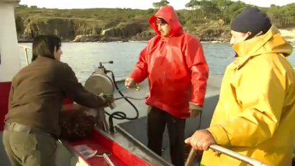 Spain barnacle-pickers risk lives to net Christmas treat
