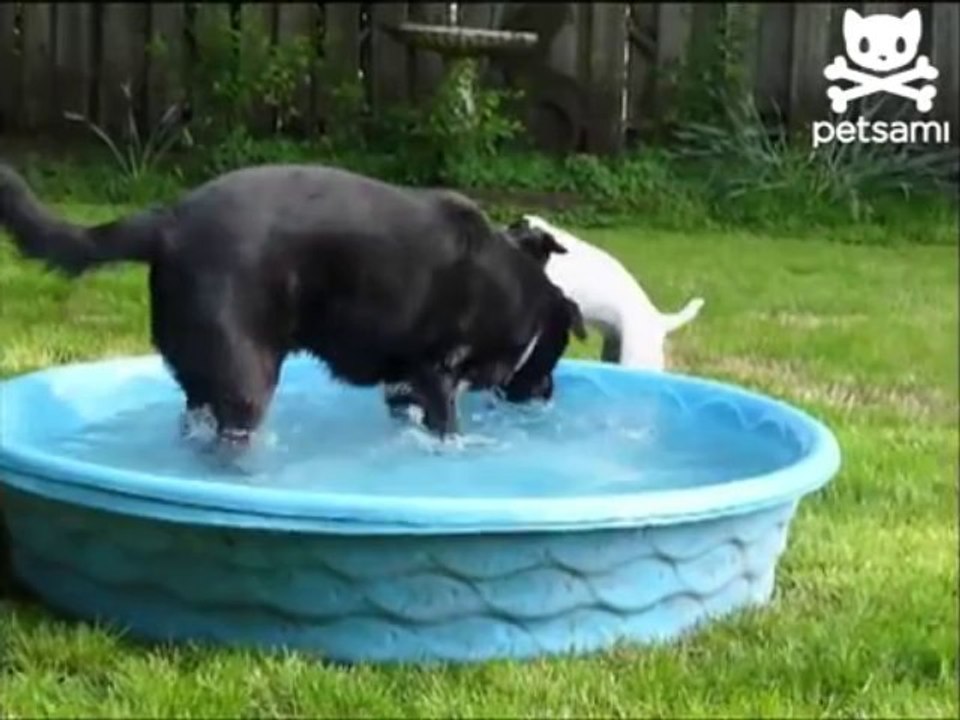 Careful Dog Reaches For Ball - Unexpected Ending
