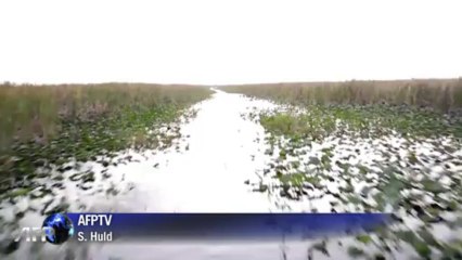 Retter kämpfen um 40 gestrandete Wale in Florida