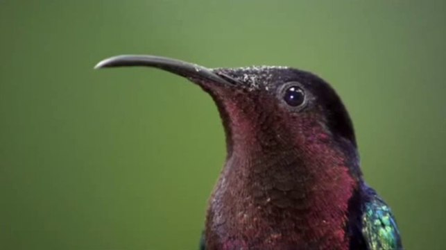 EL MARAVILLOSO MUNDO DE LAS PLANTAS Y FLORES - DOCUMENTAL