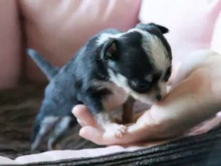 Chihuahua ultra-miniature de 6 semaines