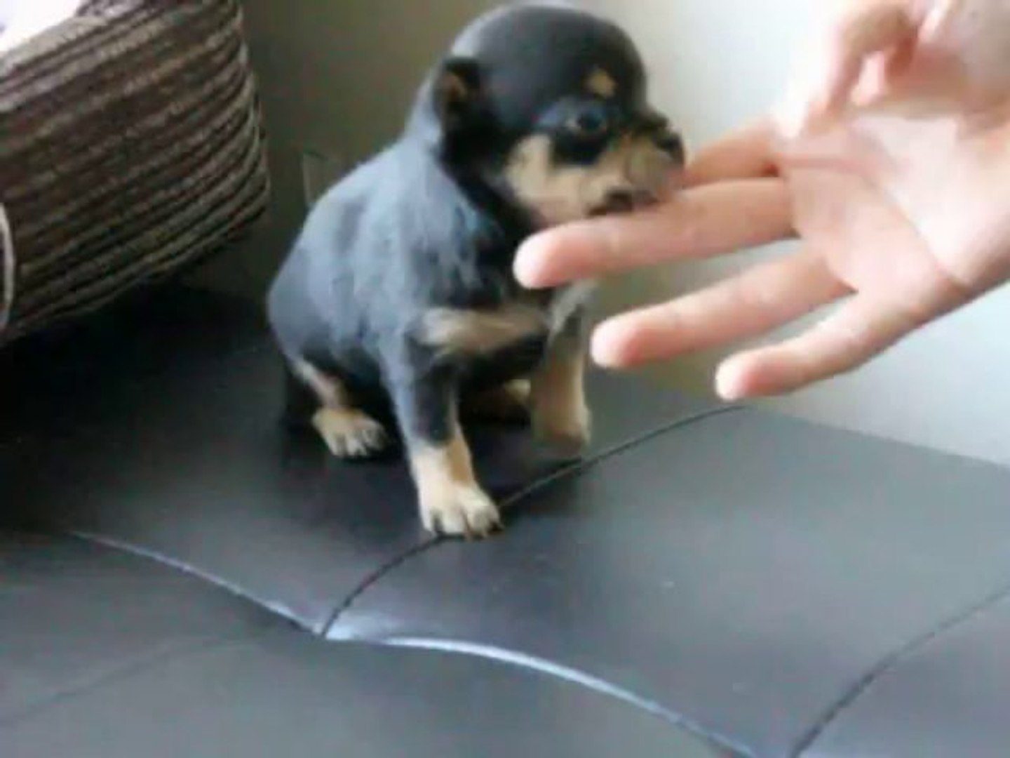 Chiot Chihuahua Poil Court Noir Et Feu De 4 Semaines Video Dailymotion