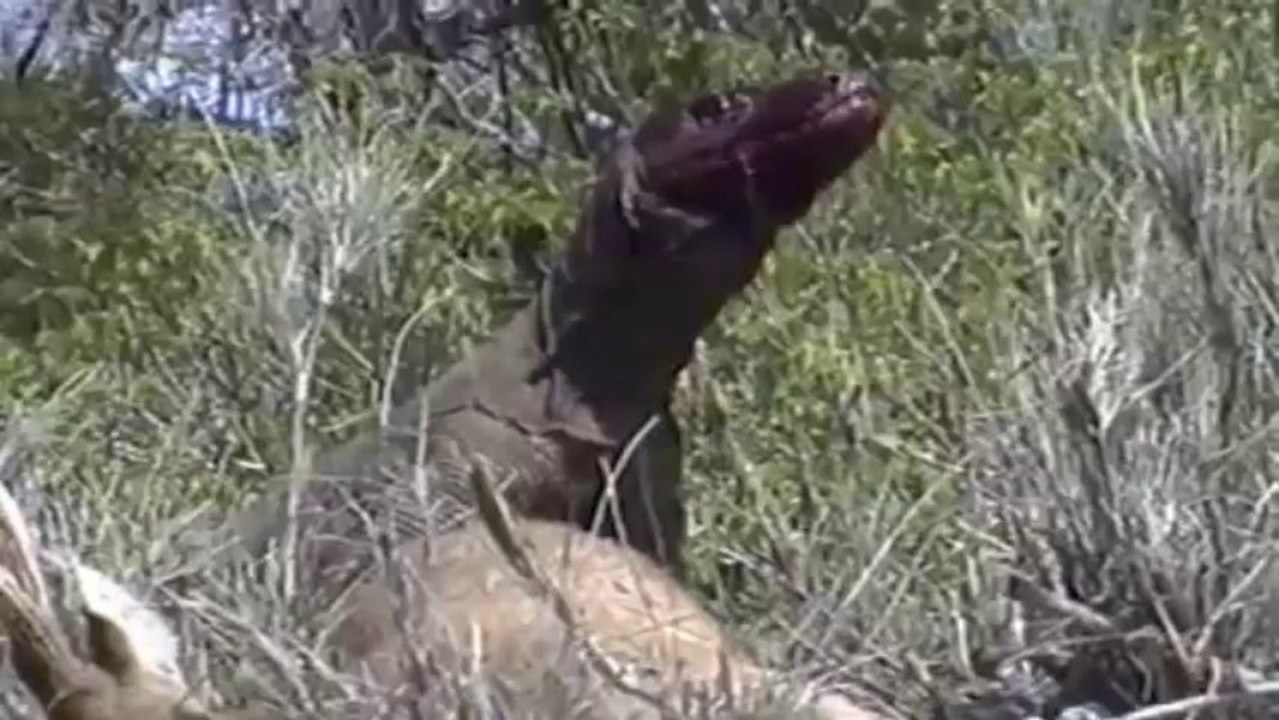 Komodo Dragon attacking a deer. - video Dailymotion