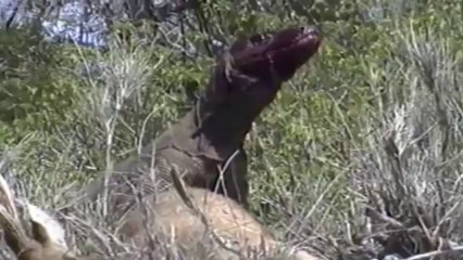 Komodo Dragon attacking a deer.