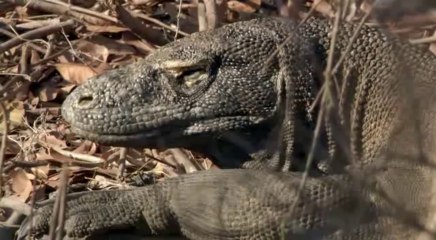 Komodo Hunt a Buffalo