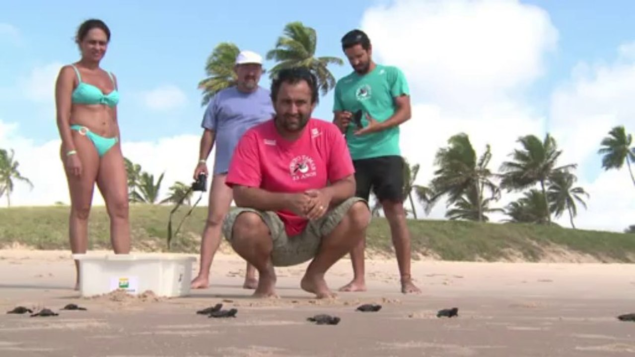 La lucha por salvar tortugas en Brasil