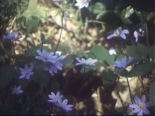 Песенка Красной шапочки