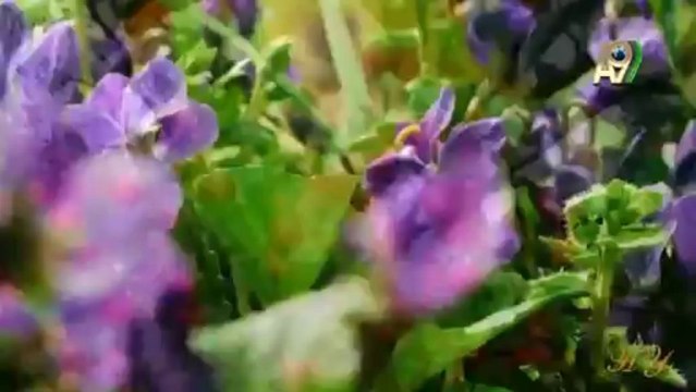 Damla Pamir, Gülşah Güçyetmez, Didem Ürer, Ebru Altan, Aylin Kocaman, Didem Rahvancı, Beril Koncagül ve Beyza Bayraktar'ın A9 TV'deki canlı sohbeti (16 Nisan 2013; 21:30)