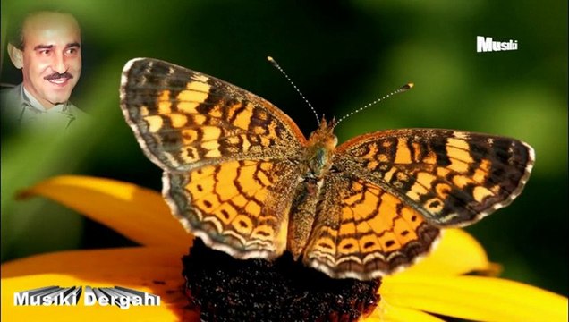 Akif Özüşen ♫ Nazlı Bir çiçek gibi uçan kelebek gibi.HD