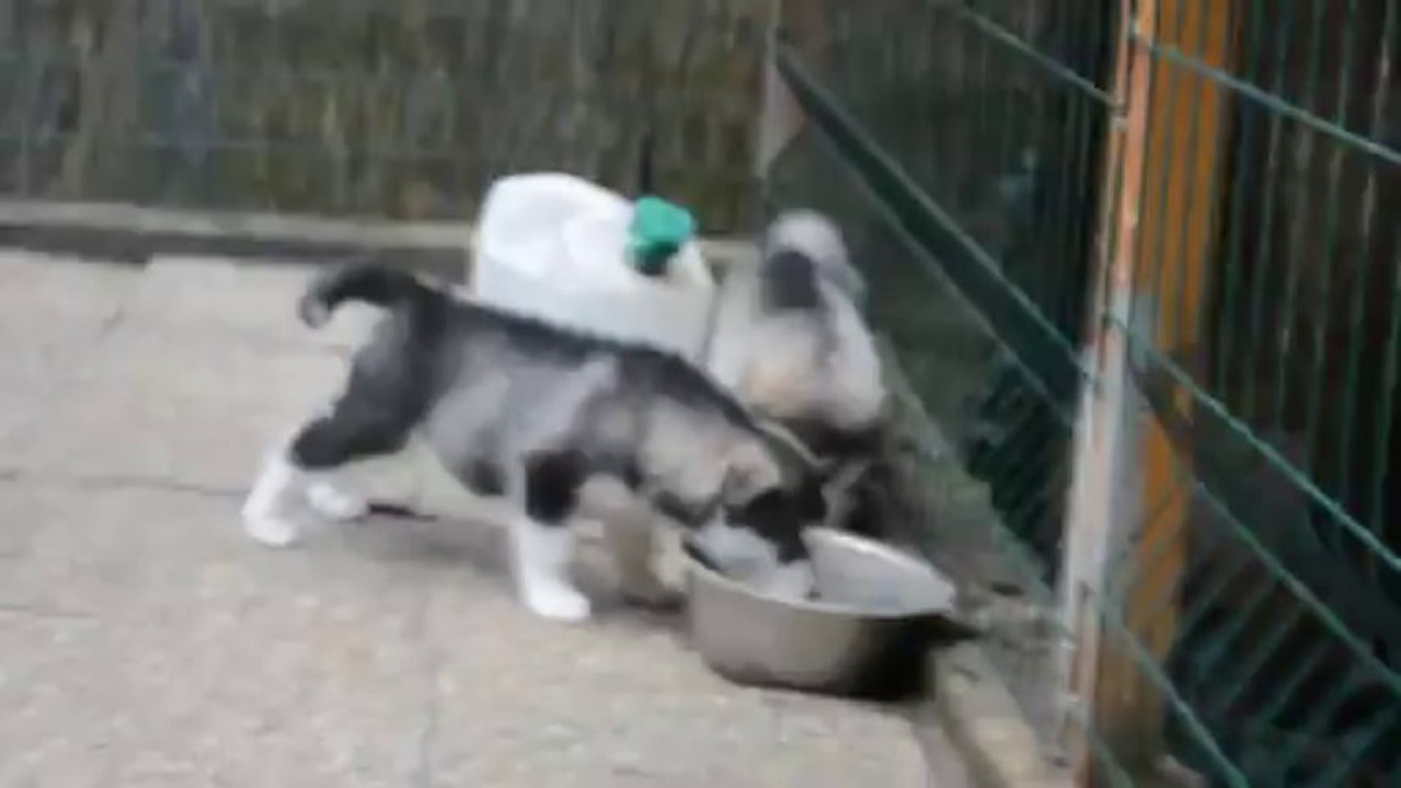 Chiots Holy & Gao (37jours)