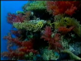 Təkamül nəzəriyyəsinin xəyali mexanizmləri